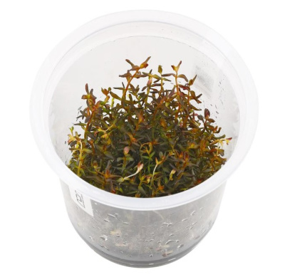 Ротала макрандра (меристемное растение)